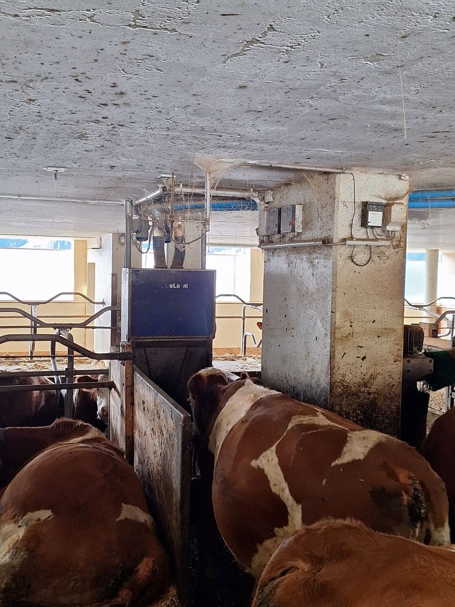 De Laval 1x8er Side by Side Melkstand + Kraftfutterstatio 2