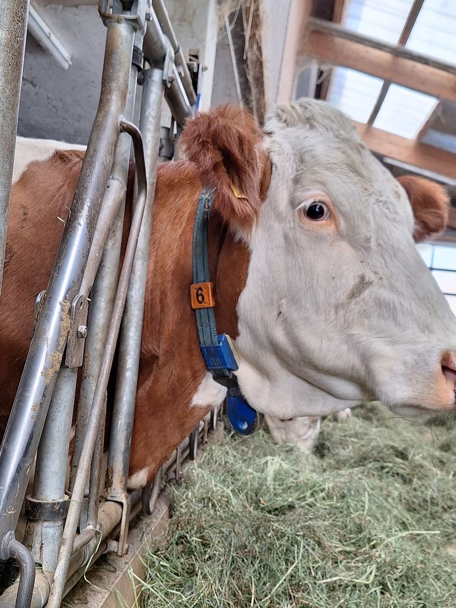 De Laval 1x8er Side by Side Melkstand + Kraftfutterstatio 3