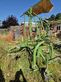 Krone Swadro 42/13