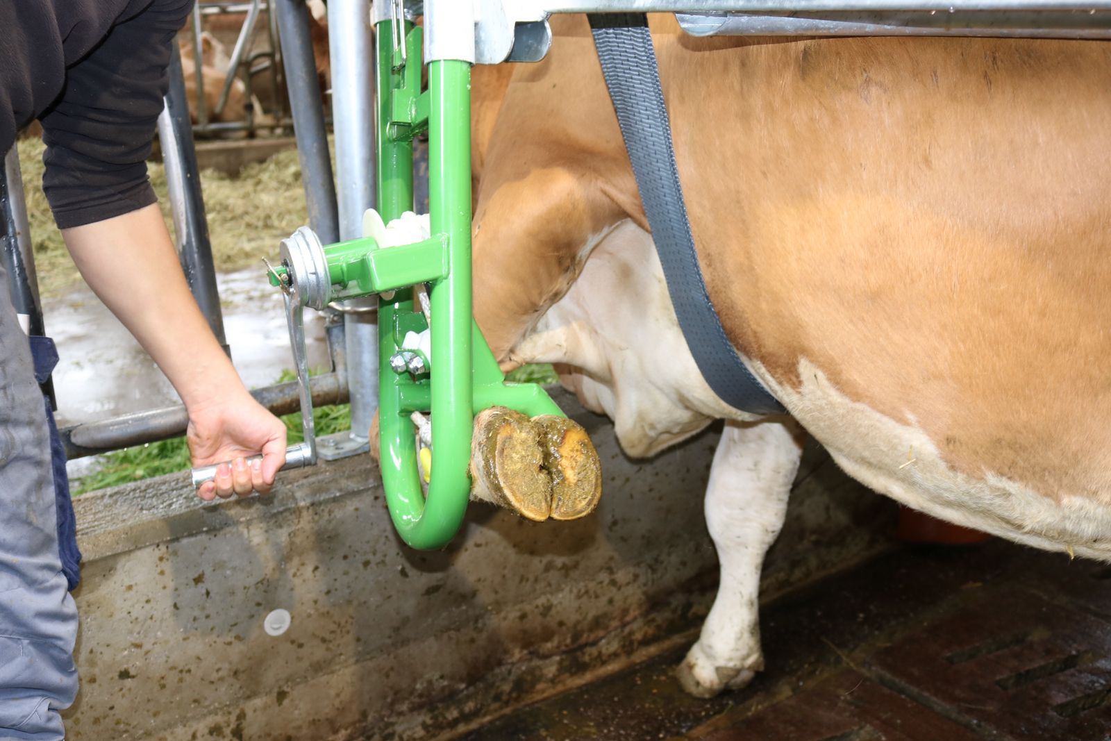 ECOLIFT Klauenpflegestand klappbar auf Fressgitt 3
