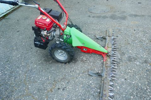 Rapid Rex 