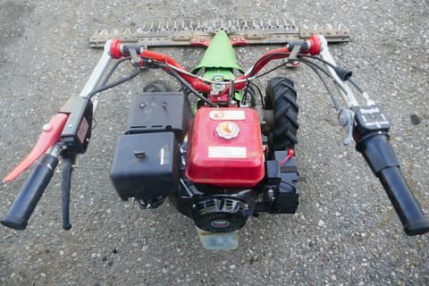 Rapid Rex 
