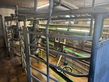 Westfalia Melkstand Autotandem 1x4 komplett