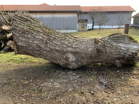 Sonstige Nussbaumstamm ca. 90cm Durchmesser, ca. 320cm la