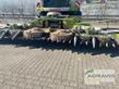 Claas ORBIS 900