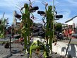 CLAAS Volto 1100