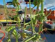 CLAAS Volto 870