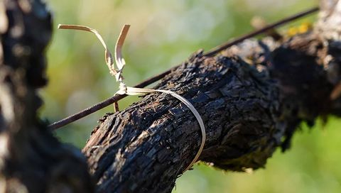 Pellenc Elektronisches Bindegerät 3