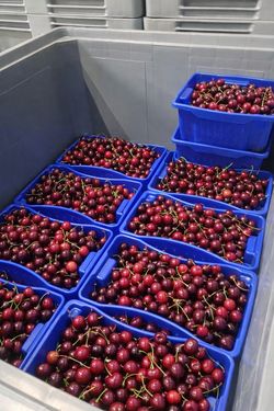 Sonstige CARGO PLAST Cherry Fox Erntehilfe