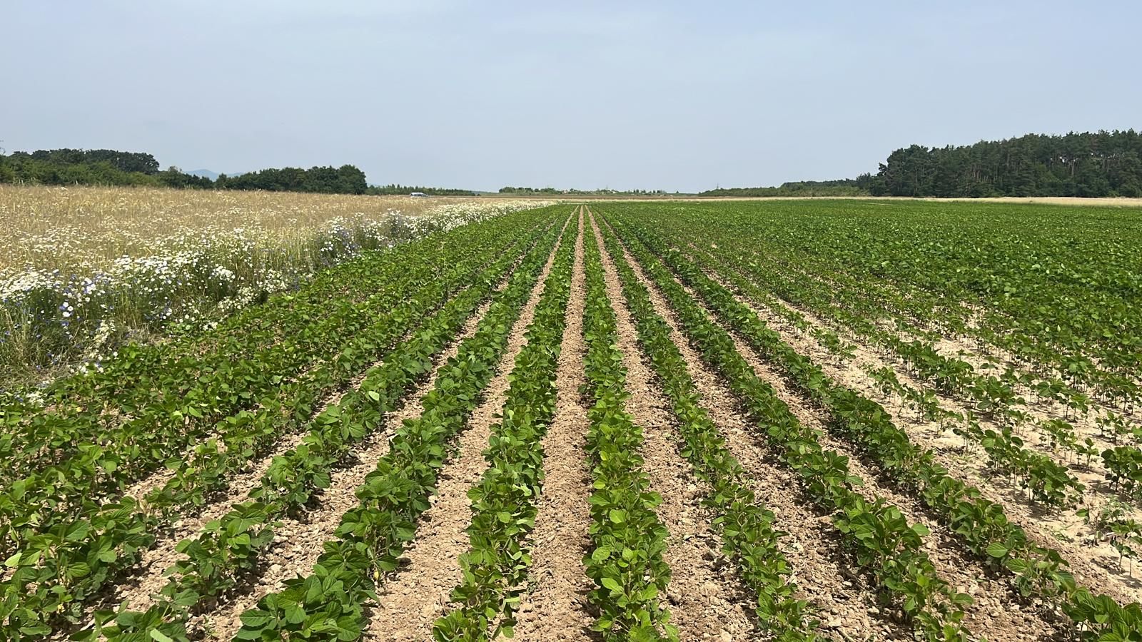 Schmotzer Schmotzer Venterra  3