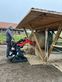 Sonstige microBull ECO 9,0 PS Minilader Kompaktlader Skid