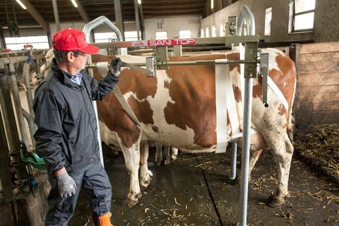 Rosensteiner Sani Top 5