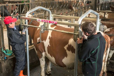 Rosensteiner Sani Top 5