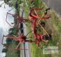 Kuhn GF 4201 MH
