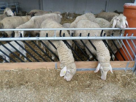 Köhler Futtertisch - Horde für Schafe und Ziegen 