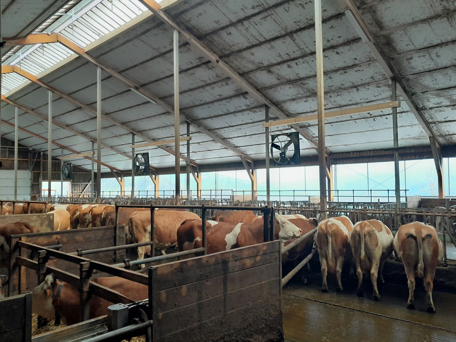 Orkan Ventilator DM 140 - Stallventilator mit Po 3