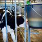Sonstige Tränkeeimer Kälber 9L für Milk Bar® Nuckel