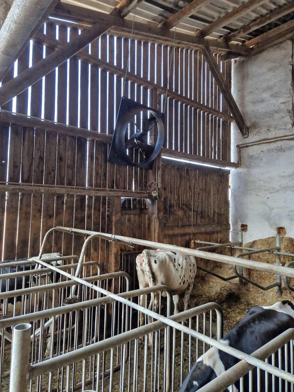 Ventilator 63cm - Stallventilator Ziehl Abegg 3