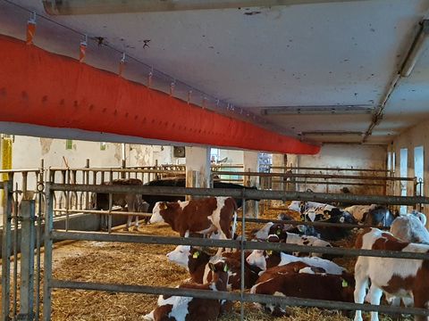 Sonstige Schlauchbelüftung aZb Tubes für Kälber