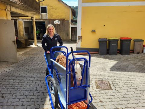 Sonstige aZb Kälbertaxi zum sicheren Kälbertransport