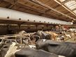 Sonstige Schlauchbelüftung aZb Tube f. Liegeboxen, Futter