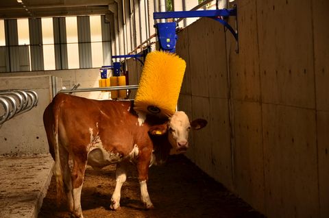 Sonstige aZb Kuhbürste – freischwingend