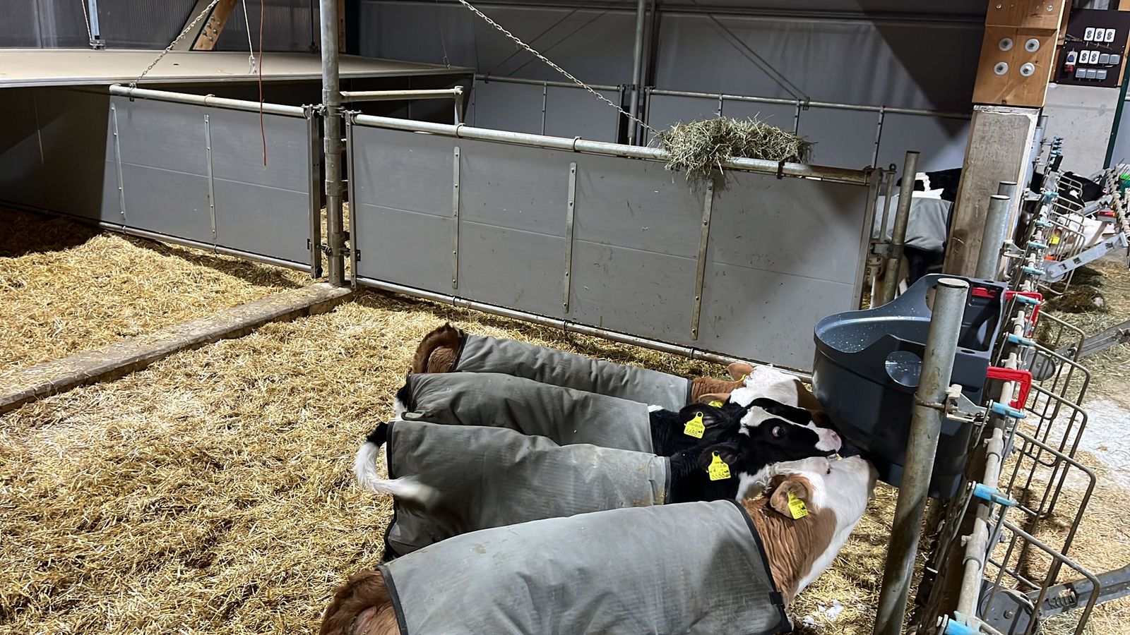 Kälberfütterung - Kälbertränke 4 Kälber Milk Bar 2