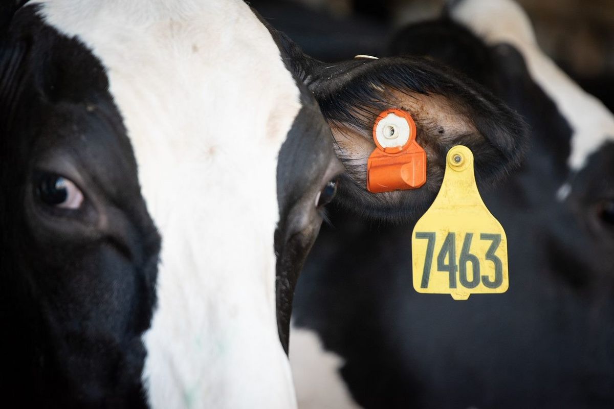 CowManager - Brunsterkennungssystem & Kuhüberwac 2