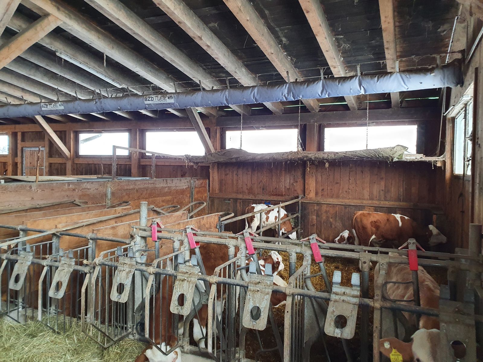 Schlauchbelüftung aZb Tubes für Kälber 3