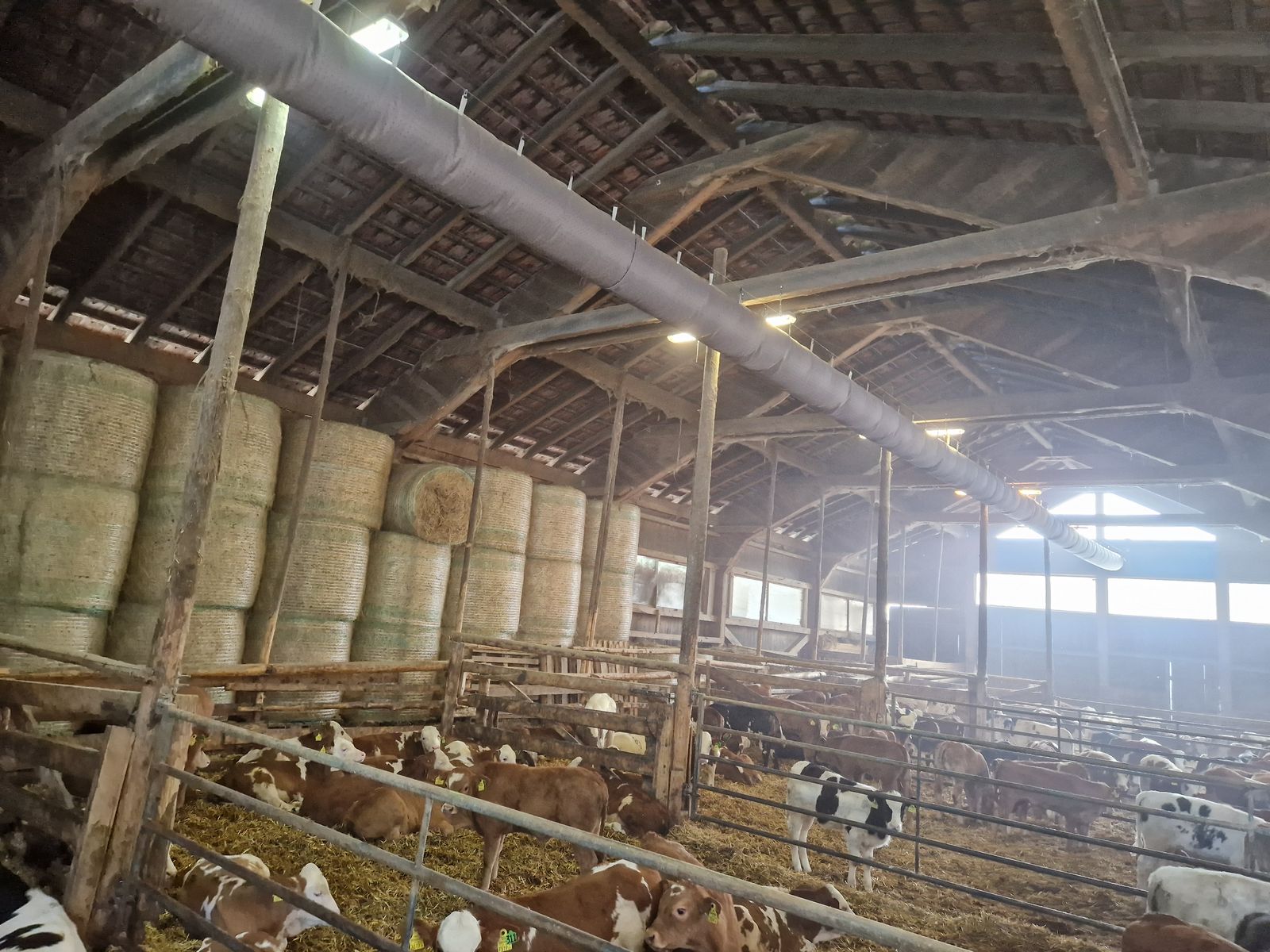 Schlauchbelüftung aZb Tubes für Kälber 1