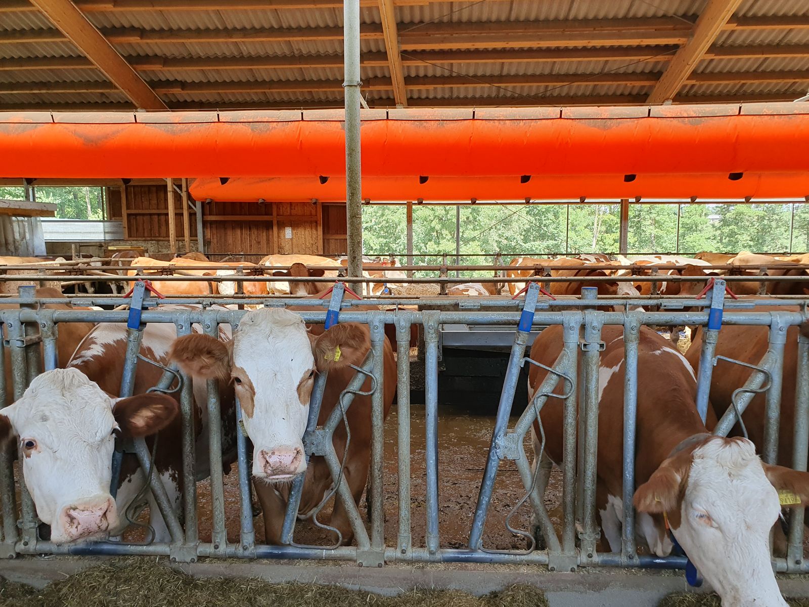 Schlauchbelüftung aZb Tube f. Liegeboxen, Futter 3