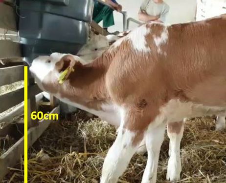 Sonstige Kälberfütterung - Kälbertränke 4 Kälber Milk Bar