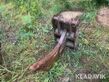 Sonstige Tjälkrok 