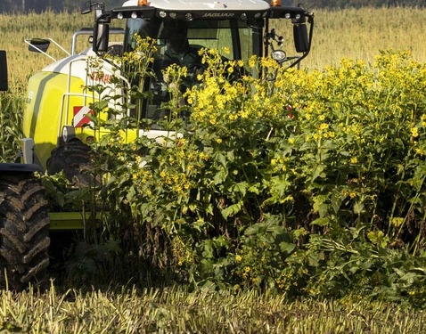 Claas Claas Idass Easy WaY50 Pickup 5m hlpb Silphie / 