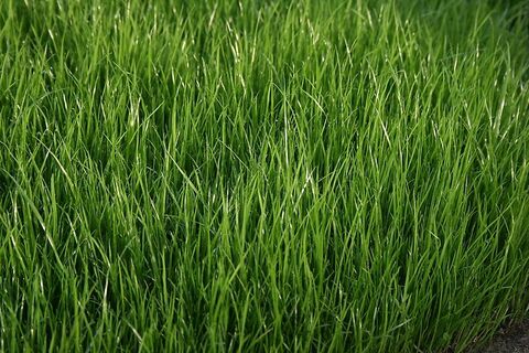 Sonstige Grassaatgut für Grünland
