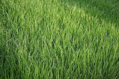 Sonstige Vredo Grünlandschlitzdrille Köckerling Herbamat