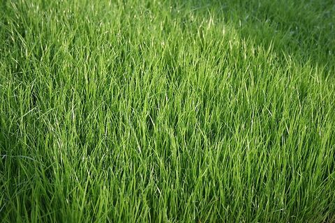 Sonstige Grassaatgut