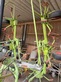 CLAAS Volto 670