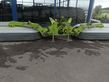 Claas Claas 8500 Trend