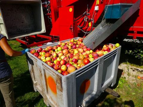 Pozostałe Vollernter / Erntemaschine für Äpfel, Kirschen, 