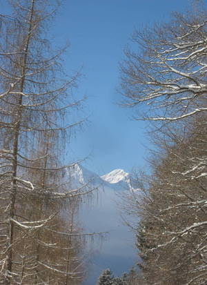 Durchblick im Winterwald