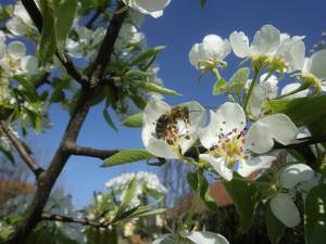 Birnbaumblüte mit Biene Maya ;-)