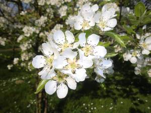 Birnbaumblüte 