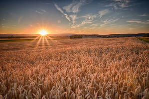 Goldener Sonnenuntergang am Weizenfeld