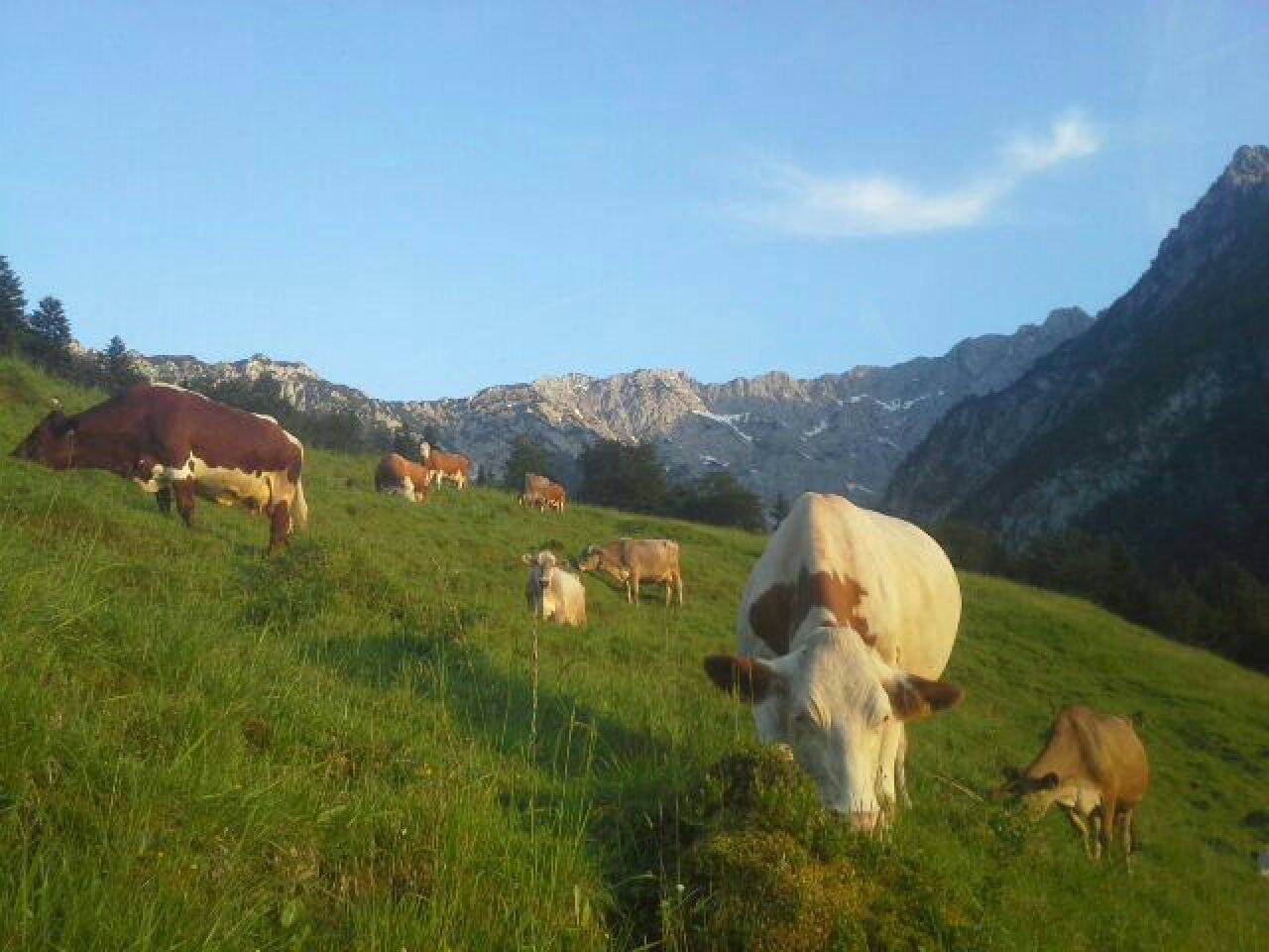 Flirt tirol kostenlos