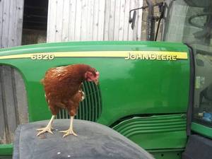 Unser Huhn besichtigt den John Deere