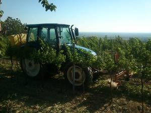 Tolles Wetter für Weingartenarbeiten