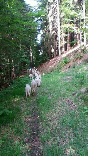 Schafe auf die Alm 