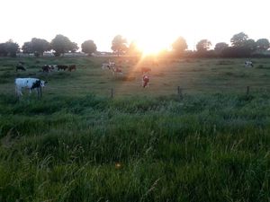 Sonnenuntergang mit Kühen