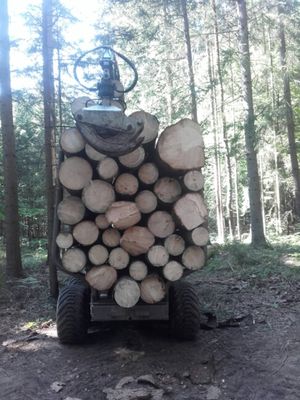 Holz Ernte 